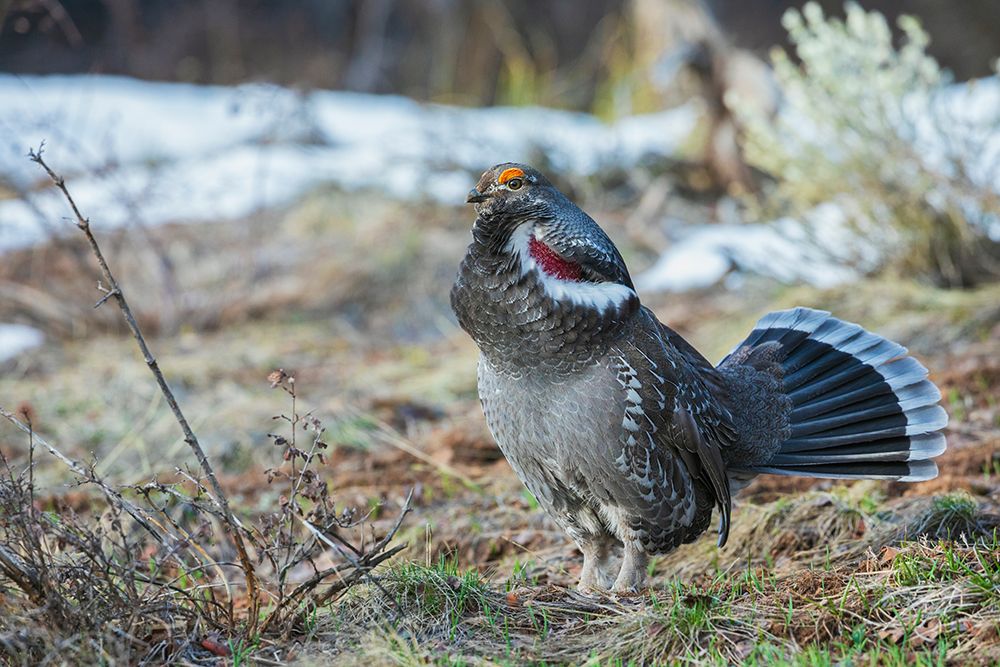 Dusky grouse-courtship display